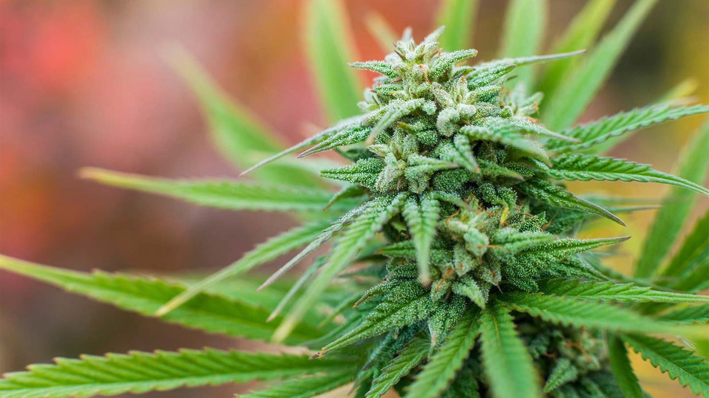 FIVE FACTS ABOUT MARIJUANA