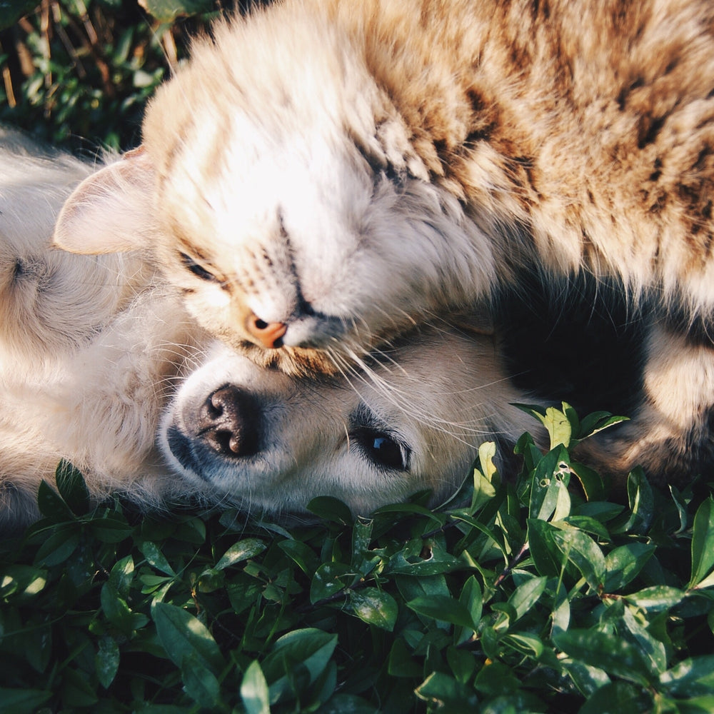 CBD Benefits for your furry friends